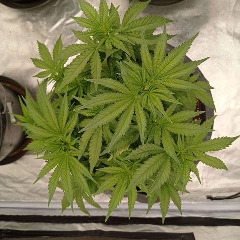 Slurricane growlog timeline photo