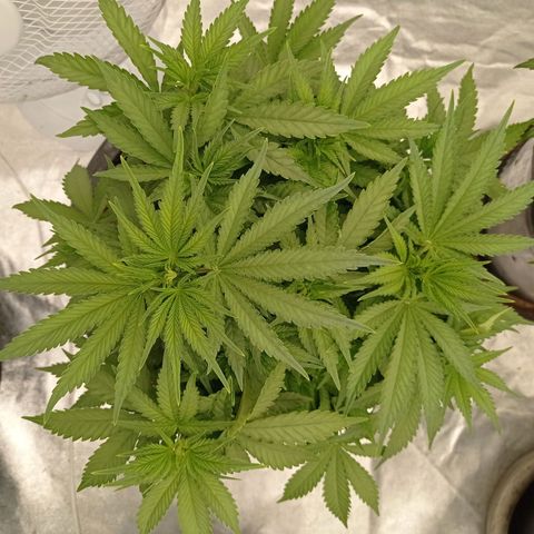 Slurricane growlog timeline photo