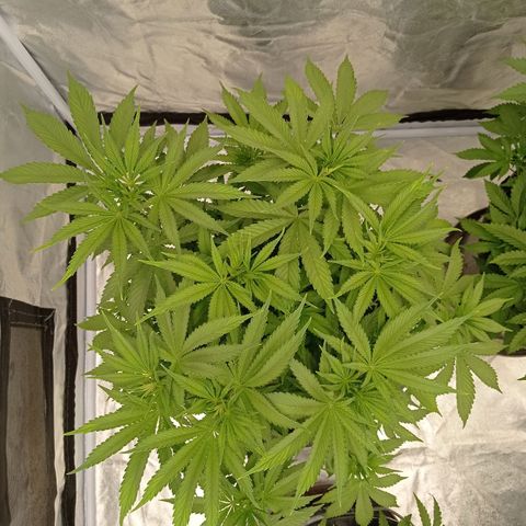 Slurricane growlog timeline photo