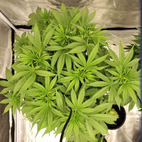 Slurricane growlog timeline photo