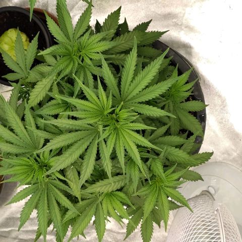 Slurricane growlog timeline photo