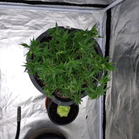 Slurricane growlog timeline photo