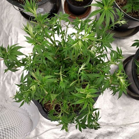 Slurricane growlog timeline photo