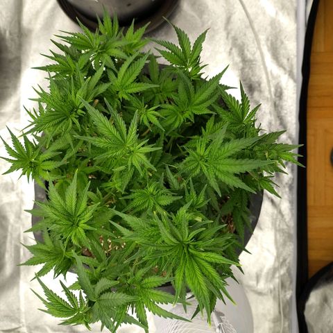 Slurricane growlog photo: Seit heute auf 12 h Belichtung 