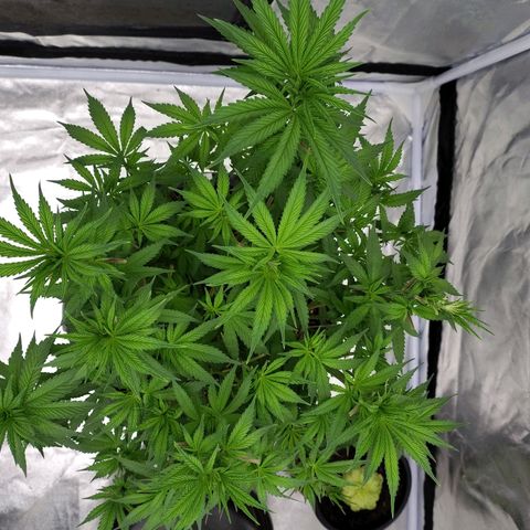 Slurricane growlog photo: Seit heute auf 12 h Belichtung 