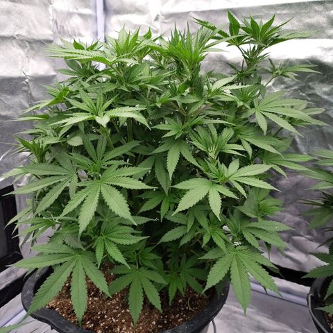 Slurricane growlog timeline photo