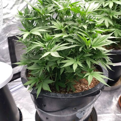 Slurricane growlog timeline photo