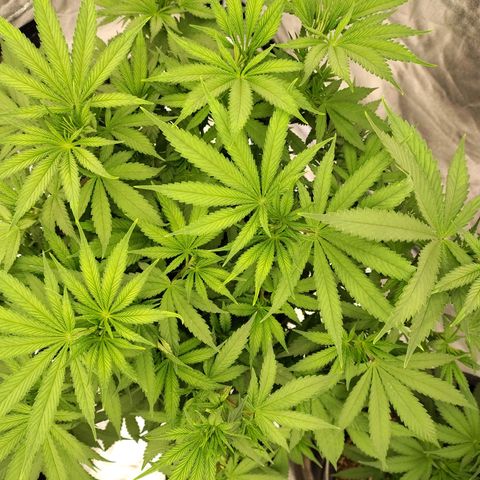 Slurricane growlog timeline photo