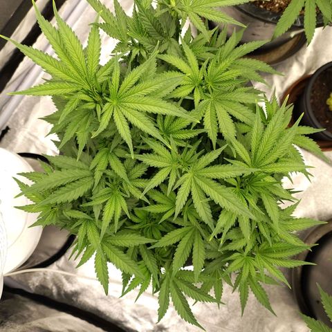 Slurricane growlog timeline photo