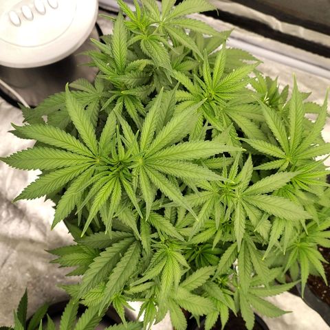 Slurricane growlog timeline photo