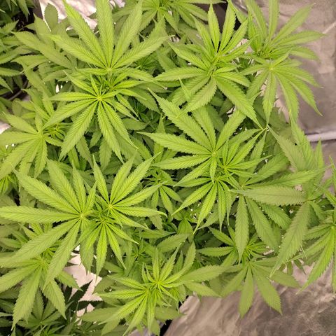 Slurricane growlog timeline photo