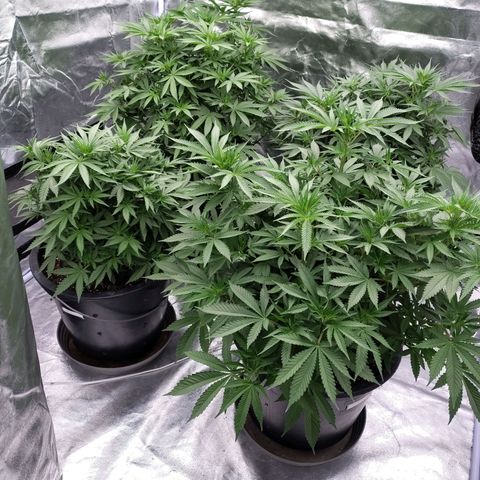Slurricane growlog photo: Update Stretch