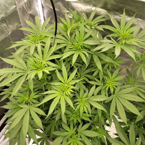 Slurricane growlog timeline photo