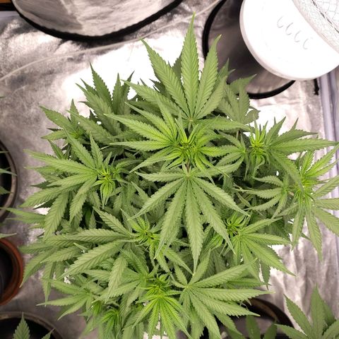 Slurricane growlog timeline photo