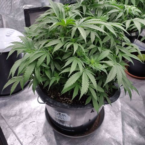 Slurricane growlog timeline photo