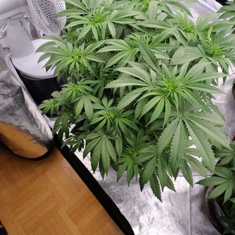 Slurricane growlog timeline photo