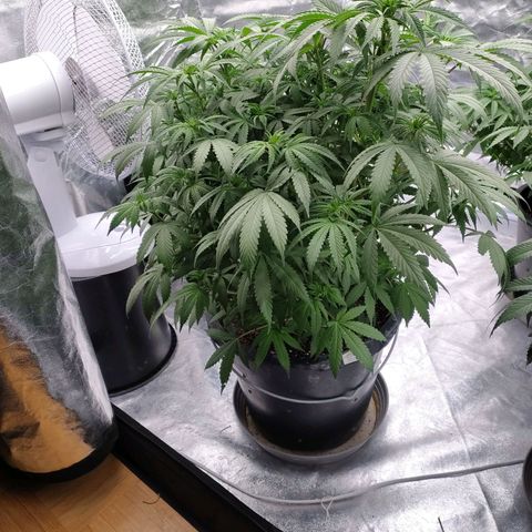 Slurricane growlog timeline photo