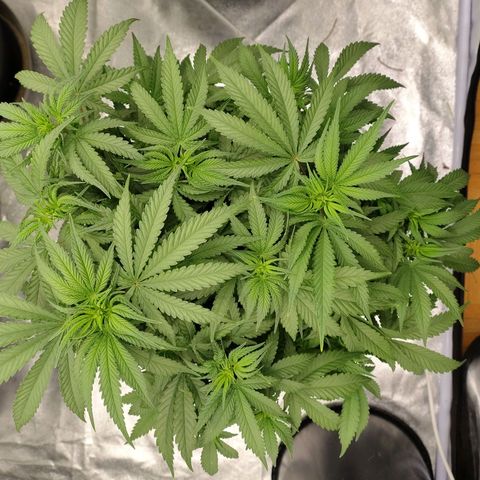Slurricane growlog timeline photo