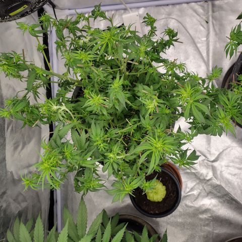 Slurricane growlog timeline photo