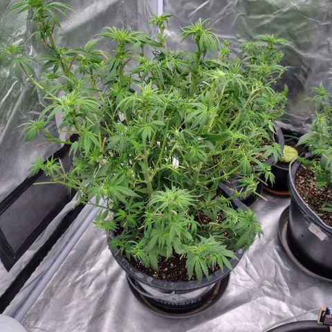 Slurricane growlog timeline photo