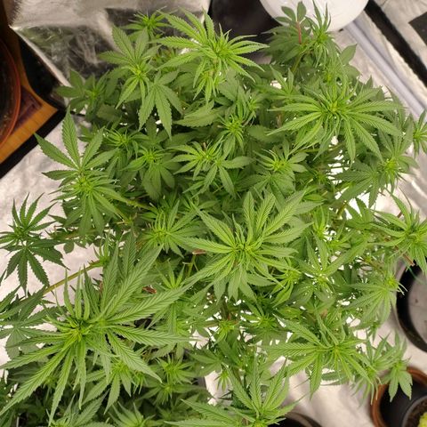 Slurricane growlog timeline photo