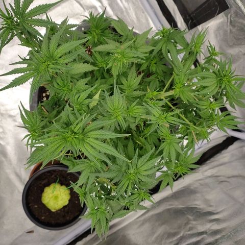 Slurricane growlog timeline photo