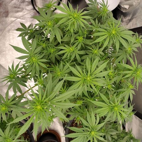 Slurricane growlog timeline photo