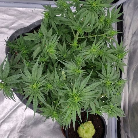 Slurricane growlog timeline photo