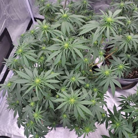 Slurricane growlog timeline photo