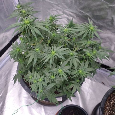 Slurricane growlog timeline photo