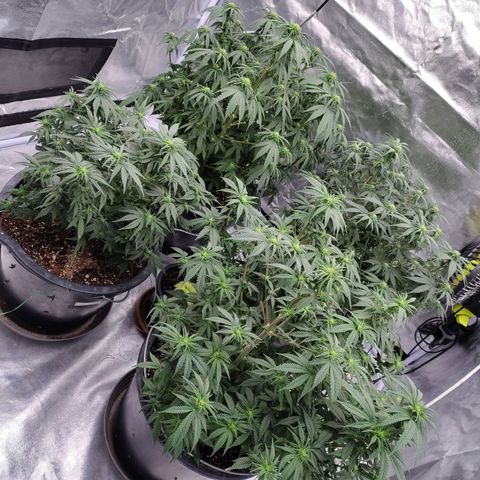 Slurricane growlog timeline photo