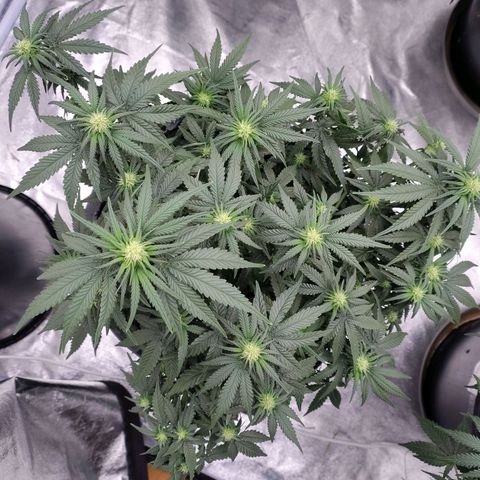 Slurricane growlog timeline photo