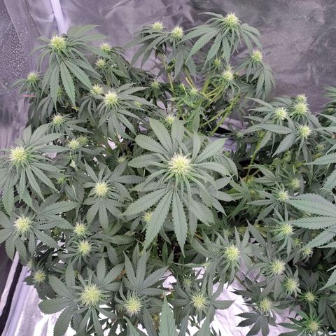 Slurricane growlog timeline photo