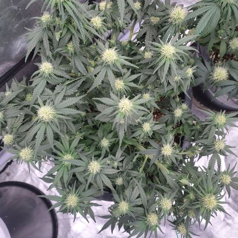 Slurricane growlog timeline photo