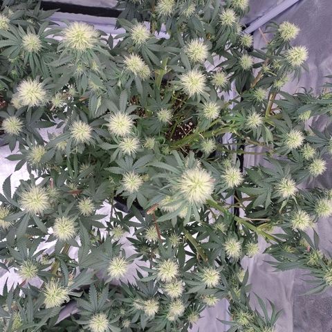 Slurricane growlog timeline photo