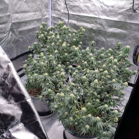 Slurricane growlog timeline photo