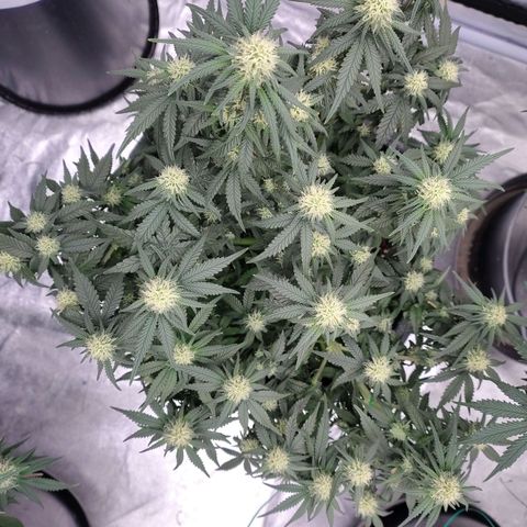 Slurricane growlog timeline photo
