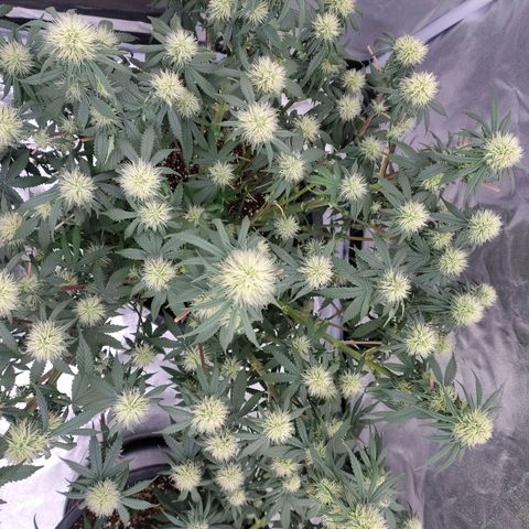 Slurricane growlog timeline photo