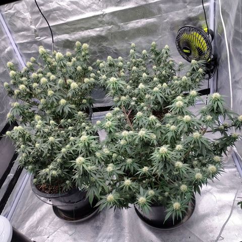 Slurricane growlog timeline photo