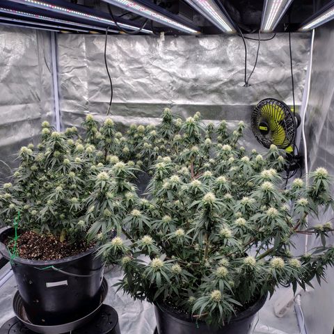 Slurricane growlog timeline photo