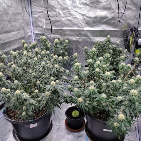 Slurricane growlog timeline photo