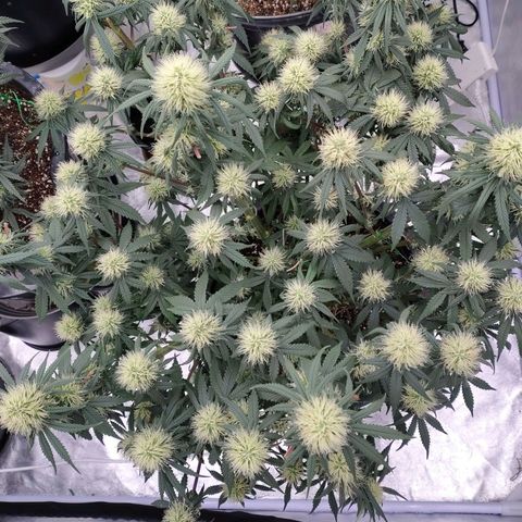Slurricane growlog timeline photo