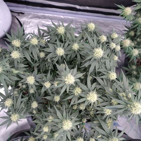 Slurricane growlog timeline photo
