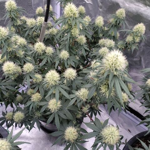 Slurricane growlog timeline photo