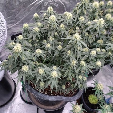 Slurricane growlog timeline photo