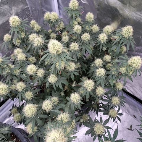 Slurricane growlog timeline photo