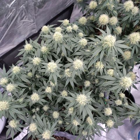 Slurricane growlog timeline photo