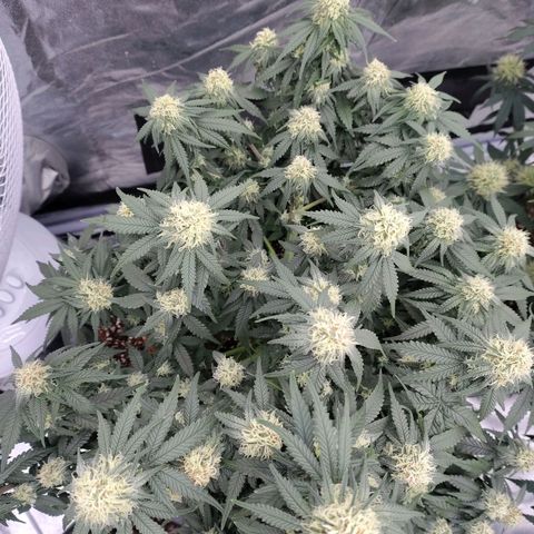 Slurricane growlog timeline photo