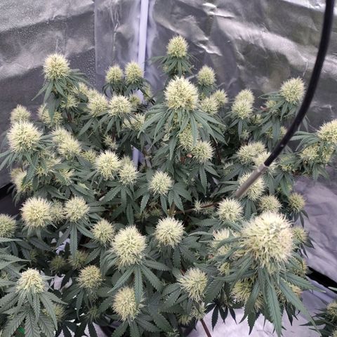 Slurricane growlog timeline photo