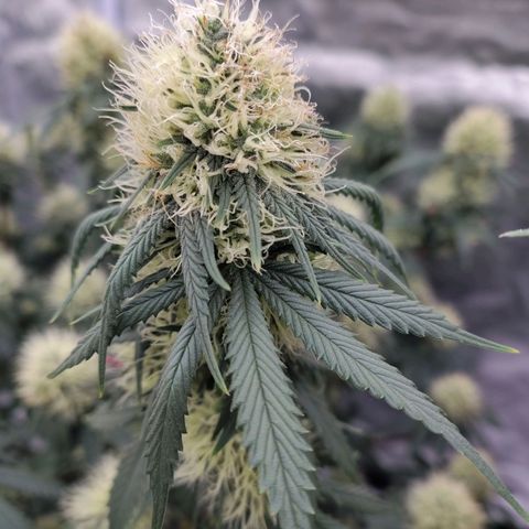 Slurricane growlog timeline photo